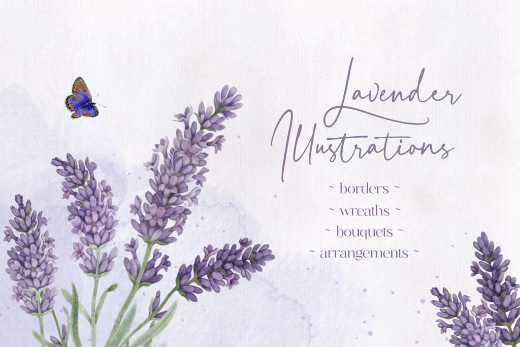 lavender illustrations 1
