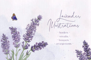 lavender illustrations 1