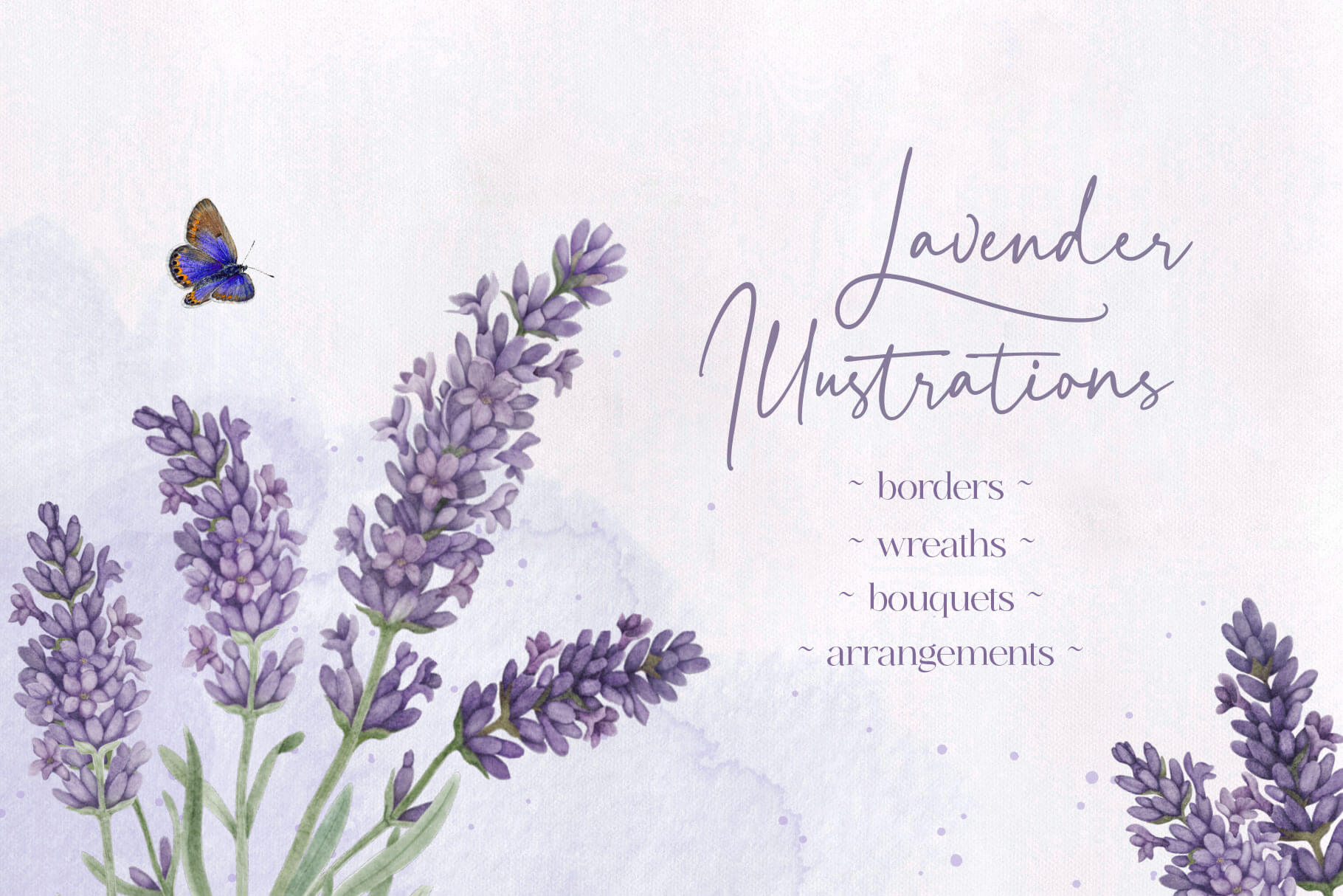 Lavender Illustrations lavender illustrations 1